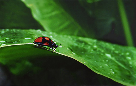 Macro