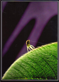 II Concurso Interno de Fotograf&iacute;a 2010<br><strong>Macro</strong> - Cat. Avanzado