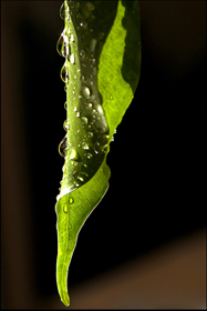 II Concurso Interno de Fotograf&iacute;a 2010<br><strong>Macro</strong> - Cat. Inicial